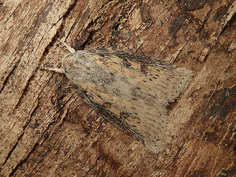 Noctuidae : Agrotis? No, Chilodes maritima